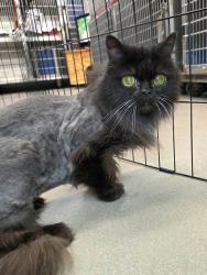 Shelter Stray Male Cat last seen Near Elkridge Landing Road, LINTHICUM HEIGHTS, MD, 21090, 411 Maxwell Frye Rd, Millersville, MD 21108, USA