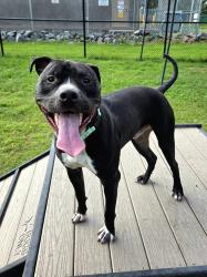 Shelter Stray Male Dog last seen Tyler Avenue, ANNAPOLIS, MD, 21403, 411 Maxwell Frye Rd, Millersville, MD 21108, USA