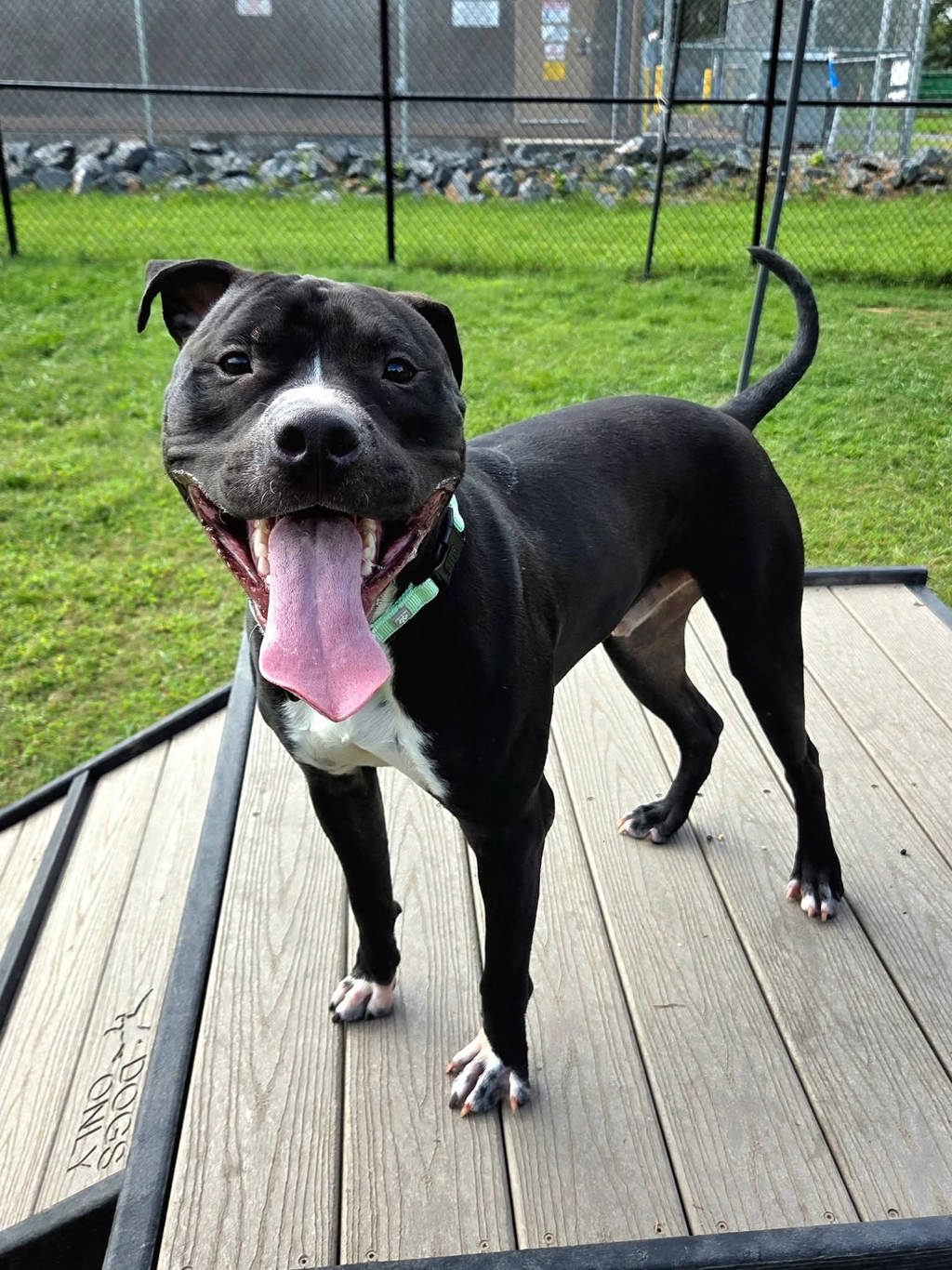 Shelter Stray Male Dog last seen Tyler Avenue, ANNAPOLIS, MD, 21403, 411 Maxwell Frye Rd, Millersville, MD 21108, USA
