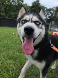 Shelter Stray Male Dog last seen Near Woodland Road, MILLERSVILLE, MD, 21108, 411 Maxwell Frye Rd, Millersville, MD 21108, USA