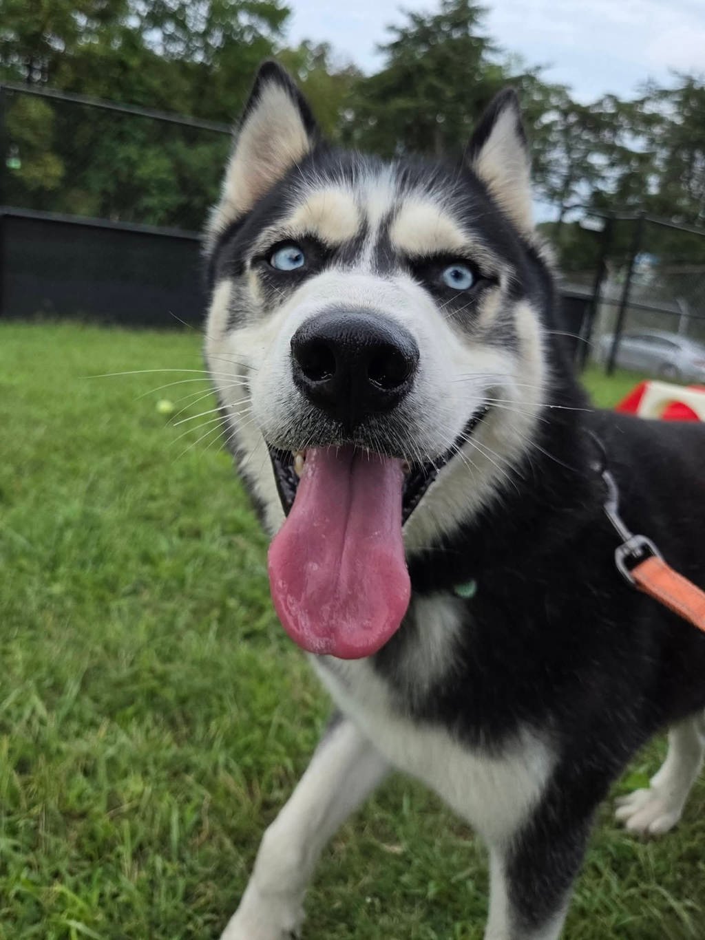 Shelter Stray Male Dog last seen Near Woodland Road, MILLERSVILLE, MD, 21108, 411 Maxwell Frye Rd, Millersville, MD 21108, USA