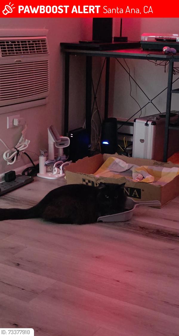 Lost Male Cat last seen Columbine Ave, Main Street, Santa Ana, CA 92707