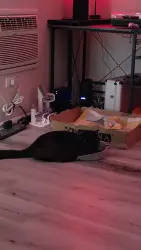 Lost Male Cat last seen Columbine Ave, Main Street, Santa Ana, CA 92707
