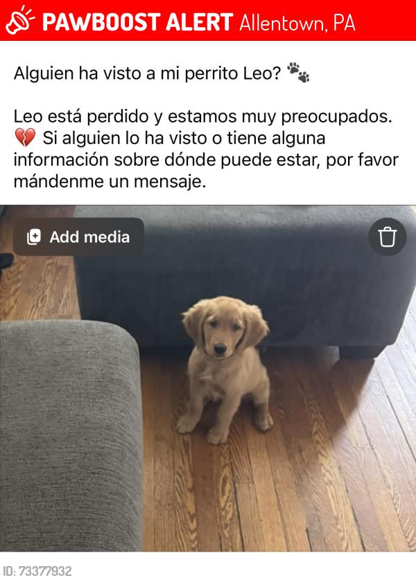 Lost Male Dog last seen Between 12th and 13th street, Allentown, PA 18102