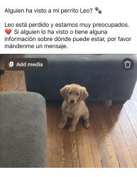 Lost Male Dog last seen Between 12th and 13th street, Allentown, PA 18102