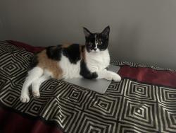 Lost Female Cat last seen Near stoneybrook dr marietta ga 30062, Marietta, GA 30062