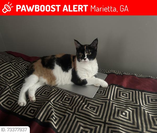 Lost Female Cat last seen Near stoneybrook dr marietta ga 30062, Marietta, GA 30062