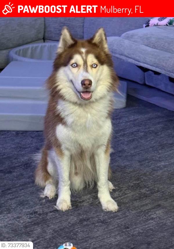 Lost Male Dog last seen NW 10th Dr and HWY 37, Mulberry, FL 33860