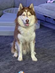 Lost Male Dog last seen NW 10th Dr and HWY 37, Mulberry, FL 33860