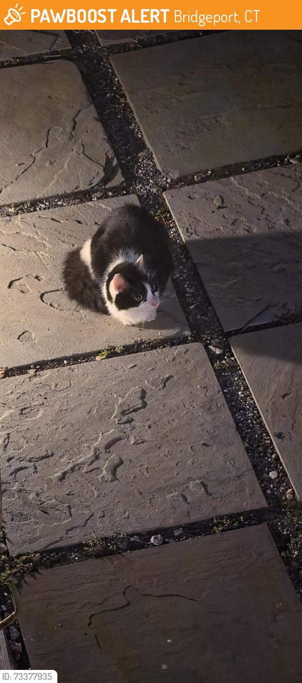 Found/Stray Unknown Cat last seen Brewster and Canfield Avenue, Bridgeport, CT 06605