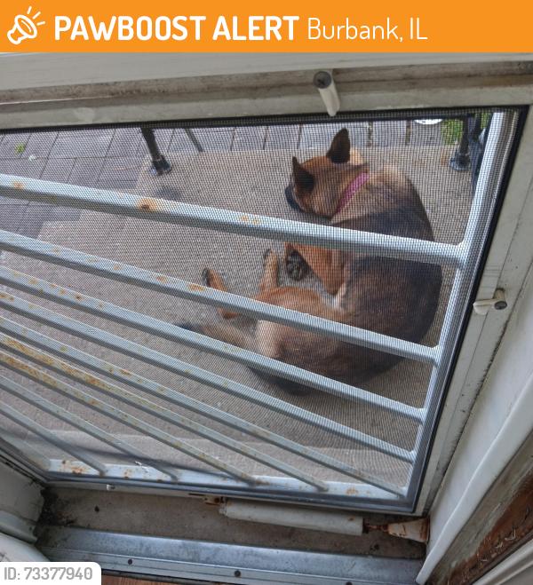 Found/Stray Male Dog last seen State Street and leclaire, Burbank, IL 60459