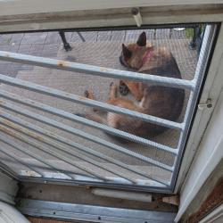 Found/Stray Male Dog last seen State Street and leclaire, Burbank, IL 60459