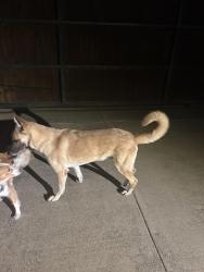 Reunited Male Dog last seen Kings Garden, Frisco,Tx, Frisco, TX 75034