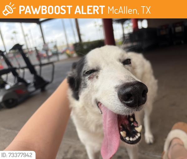 Found/Stray Female Dog last seen 10th street, McAllen, TX 78501