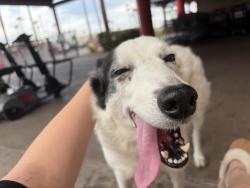 Found/Stray Female Dog last seen 10th street, McAllen, TX 78501