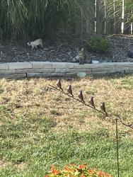 Found/Stray Female Cat last seen Towne Center and Kerth, St. Louis, MO 63128