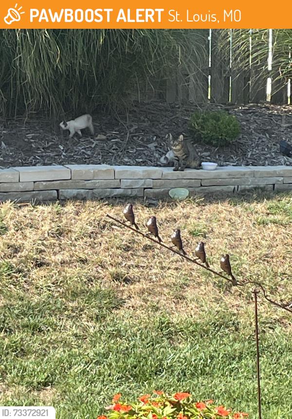 Found/Stray Female Cat last seen Towne Center and Kerth, St. Louis, MO 63128
