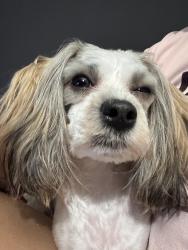 Lost Female Dog last seen 193-01 116th road st Albans NY 11412, Queens, NY 11412