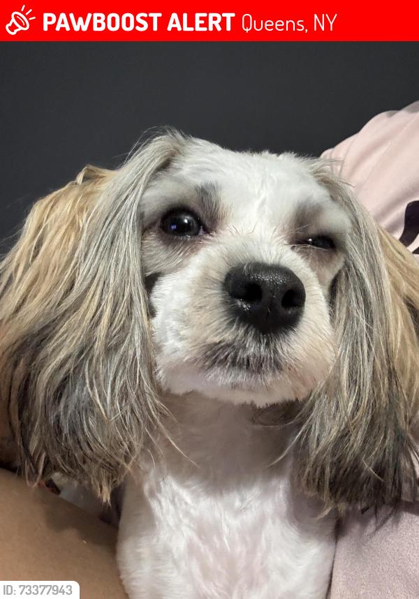 Lost Female Dog last seen 193-01 116th road st Albans NY 11412, Queens, NY 11412