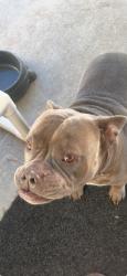 Reunited Male Dog last seen Near sw princeton street port st lucie fl 34953, Port St. Lucie, FL 34953