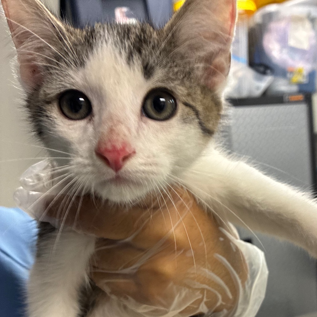 Shelter Stray Male Cat last seen , 1244 N Delsea Dr, Vineland, NJ 08360, USA