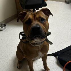 Shelter Stray Male Dog last seen , 5570 Sturmer Park Cir, Winston-Salem, NC 27105, USA