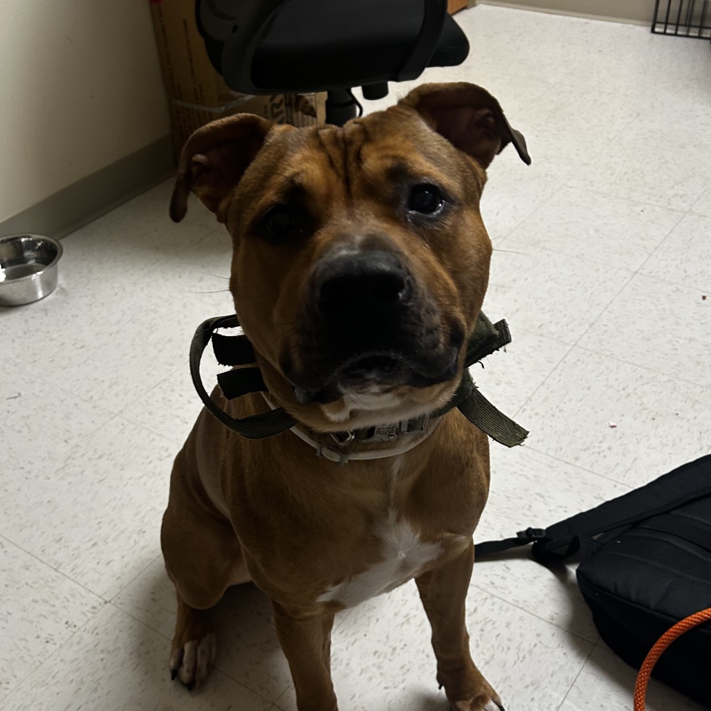 Shelter Stray Male Dog last seen , 5570 Sturmer Park Cir, Winston-Salem, NC 27105, USA