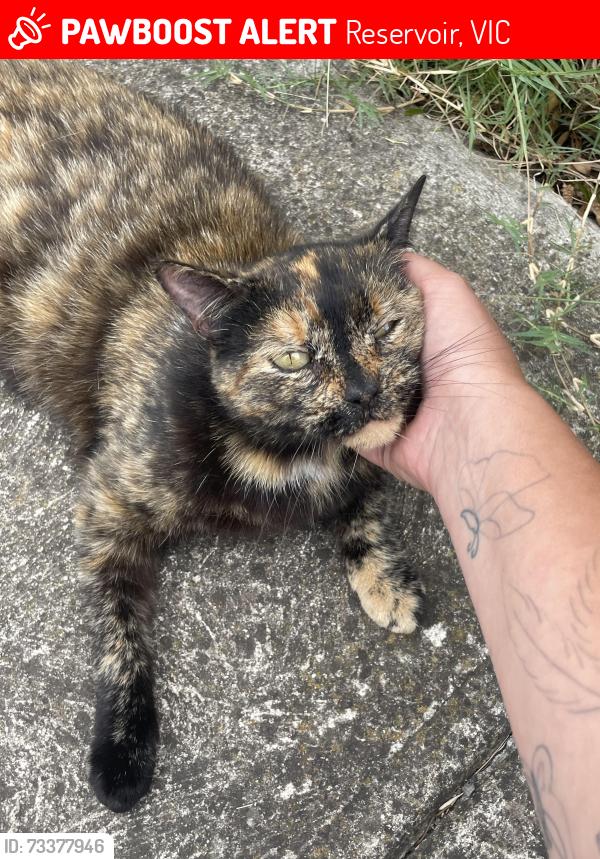Lost Female Cat last seen Arcadia Ave / winter crescent, Reservoir, VIC 3073