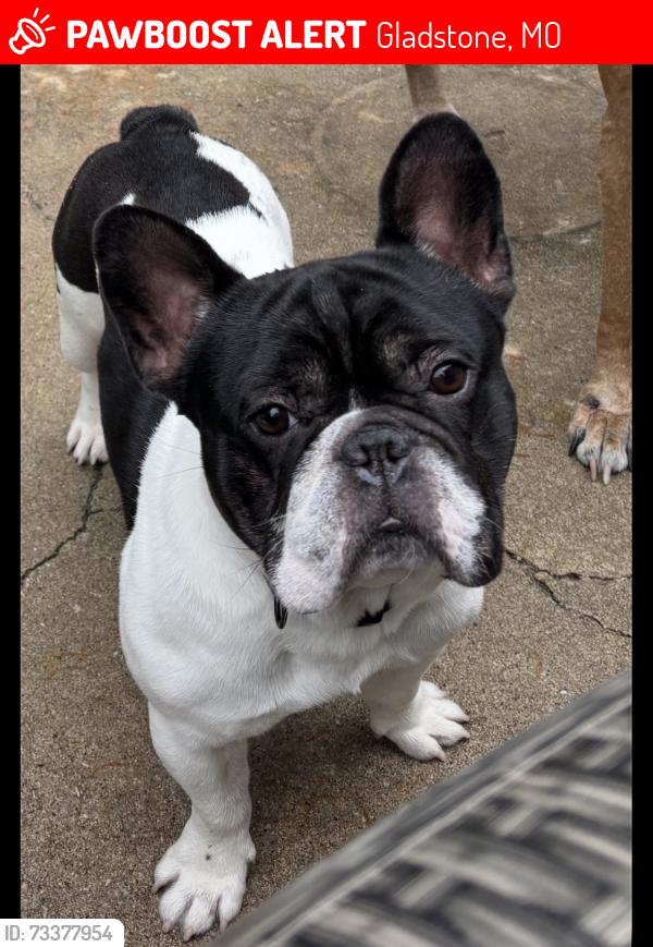 Lost Male Dog last seen 60th and mersington, Gladstone, MO 64119