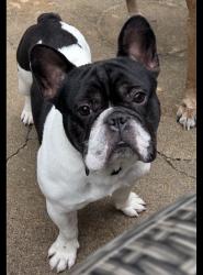 Lost Male Dog last seen 60th and mersington, Gladstone, MO 64119