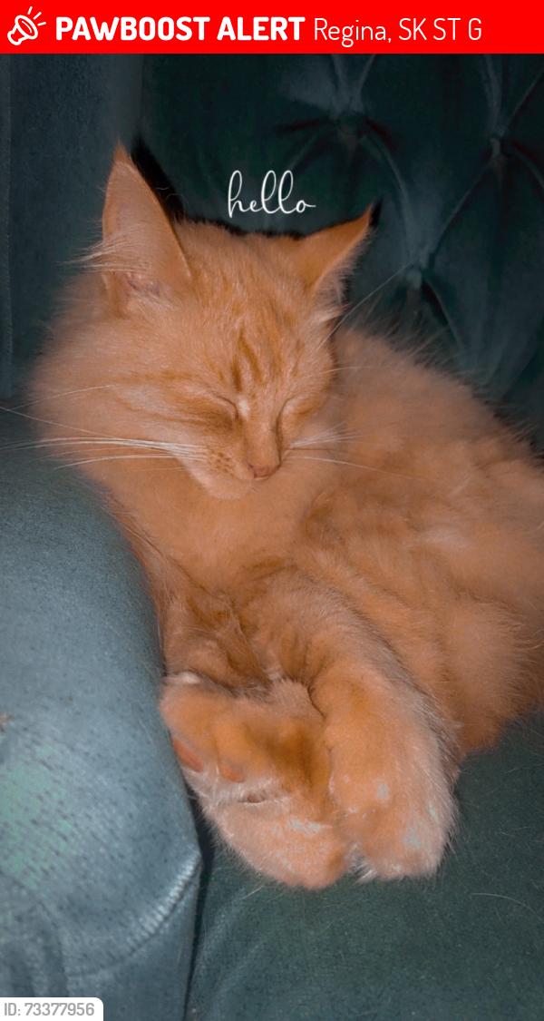 Lost Male Cat last seen Near king street, Regina, SK S4T 4G5