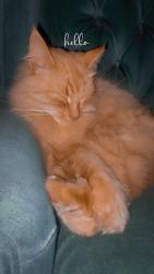 Lost Male Cat last seen Near king street, Regina, SK S4T 4G5