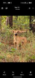 Found/Stray Unknown Dog last seen Carvers Creek State Park, Sandhills Access, Fayetteville, NC 28311