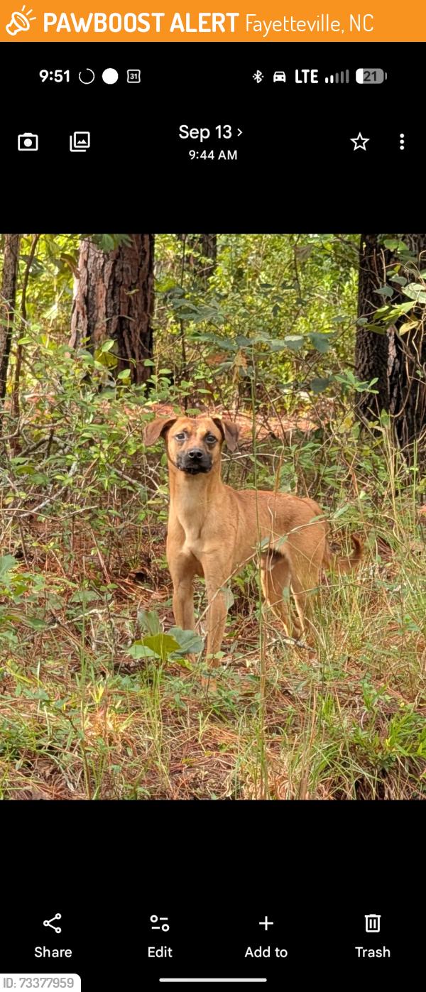 Found/Stray Unknown Dog last seen Carvers Creek State Park, Sandhills Access, Fayetteville, NC 28311