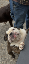 Reunited Female Dog last seen West Caine road and Fairfield, Lake County, IL 60073