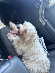 Found/Stray Female Dog last seen Heath, Heath, TX 75032