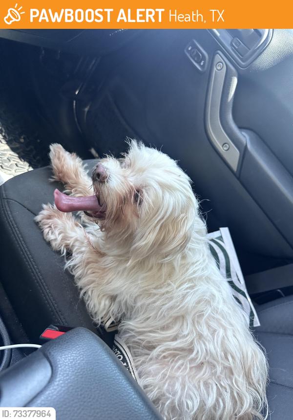 Found/Stray Female Dog last seen Heath, Heath, TX 75032