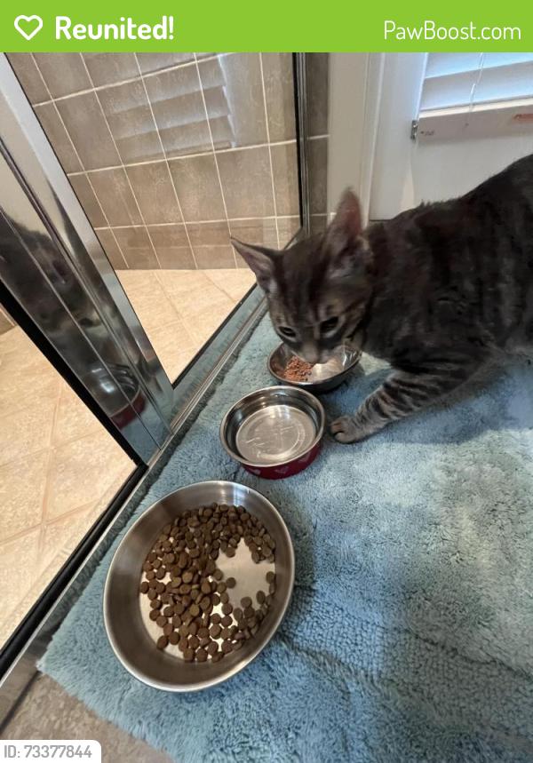 Reunited Unknown Cat last seen Savanna neighborhood in Plantation Palms, Land O' Lakes, FL 34639