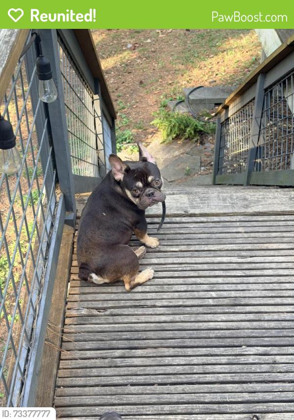 Reunited Male Dog last seen Cooper lake rd, Mableton, GA 30126