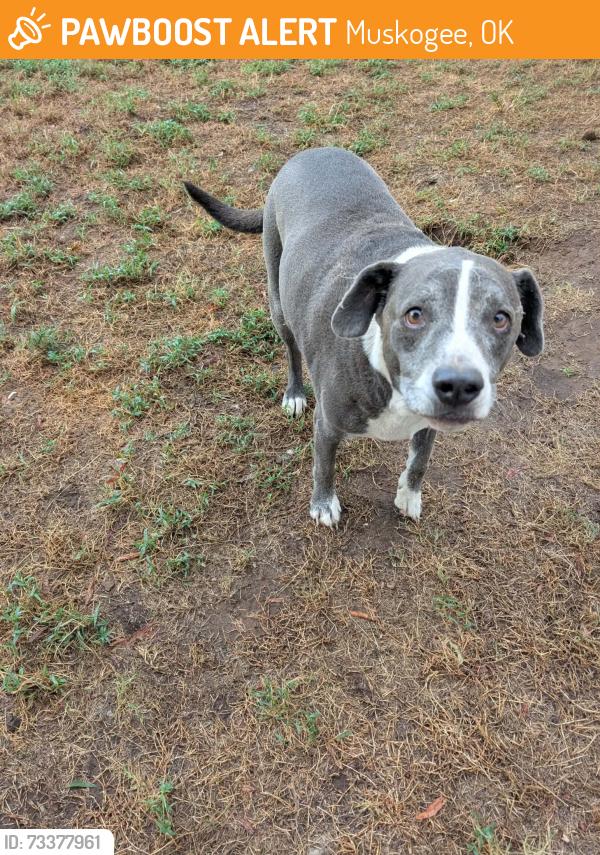 Found/Stray Unknown Dog last seen Old Taft Rd & S 74th St W, Muskogee, OK 74401