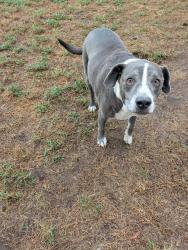 Found/Stray Unknown Dog last seen Old Taft Rd & S 74th St W, Muskogee, OK 74401