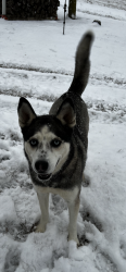 Lost Female Dog last seen Emory Rd, Carroll County, VA 24343