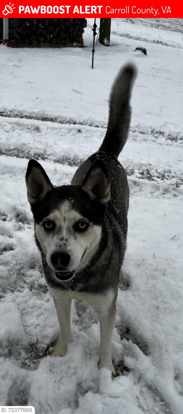 Lost Female Dog last seen Emory Rd, Carroll County, VA 24343