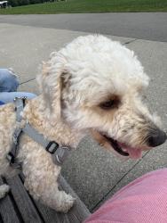 Lost Male Dog last seen Yonge & St Clair, Toronto, ON 