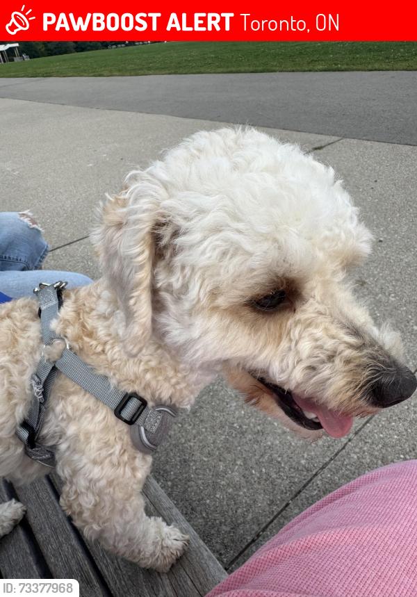 Lost Male Dog last seen Yonge & St Clair, Toronto, ON 