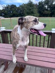Found/Stray Female Dog last seen Brown Ave Extension, Belton, SC 29627
