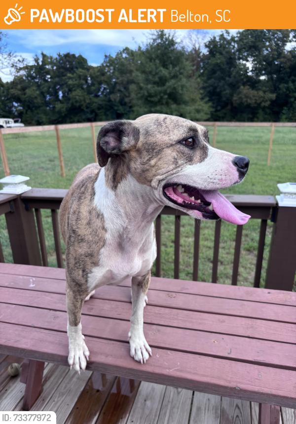 Found/Stray Female Dog last seen Brown Ave Extension, Belton, SC 29627