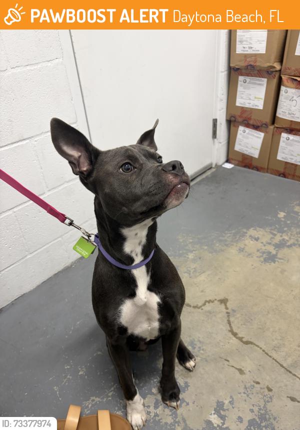 Found/Stray Female Dog last seen renaissance hotel daytona beach, Daytona Beach, FL 32118