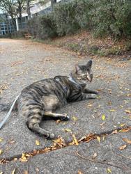 Reunited Female Cat last seen Fairfax Government Center, Fairfax, VA 22035
