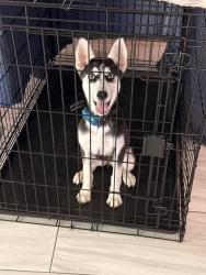 Found/Stray Female Dog last seen Mesa Drive & Sam Houston, Houston, TX 77396